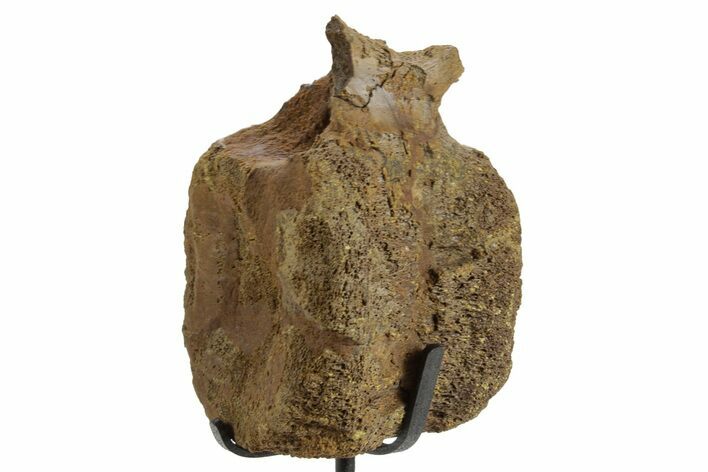 Hadrosaur (Edmontosaurus) Caudal Vertebra w/ Stand - Wyoming #377730